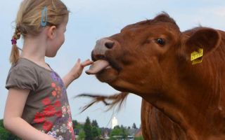 Kuh streckt einem Mädchen die Zunge heraus