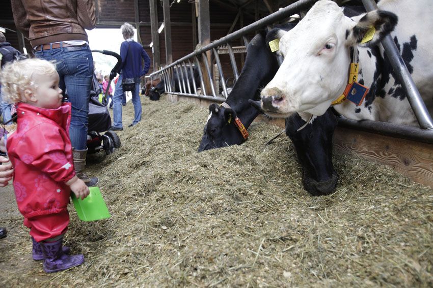 Kinder helfen beim Kühe füttern