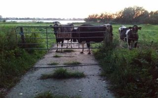Die Kühe von Hof Stührenberg auf ihrer privaten Weide