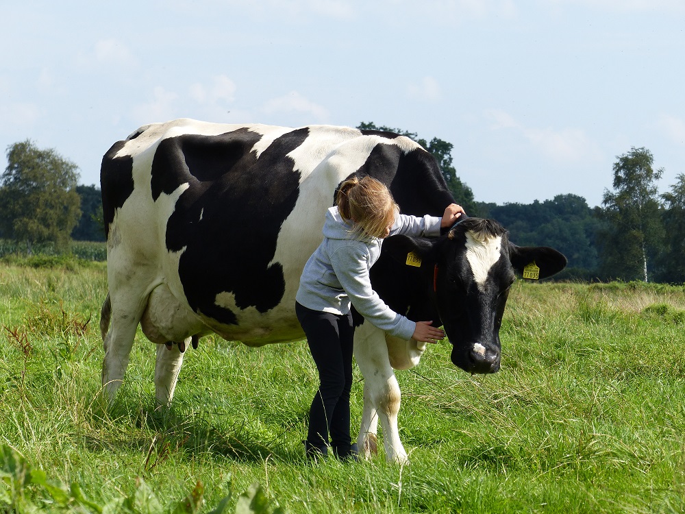 Mädchen streichelt eine Milchkuh auf der Weide