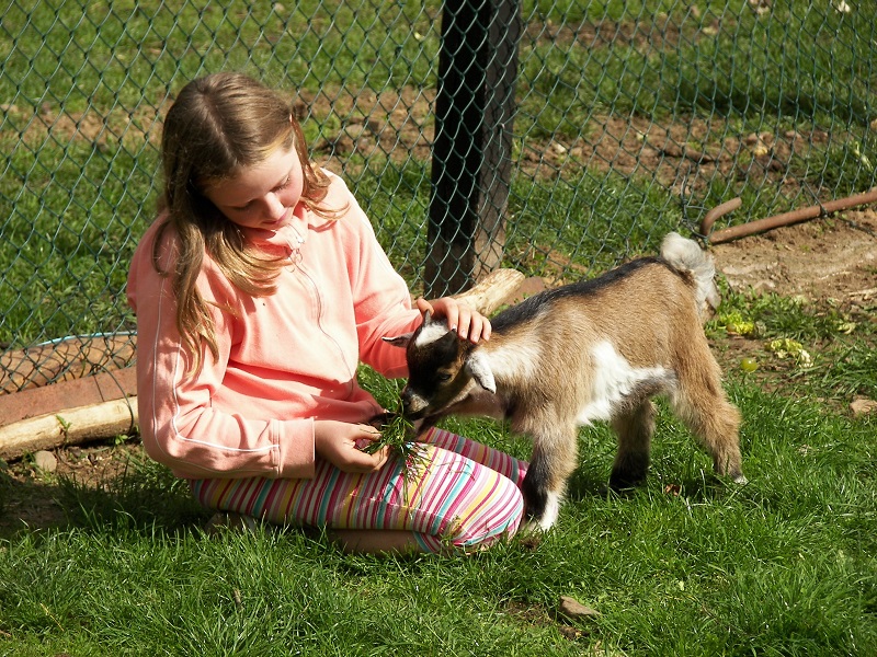 Mädchen füttert eine Ziege auf dem Ferienhof Frohne.