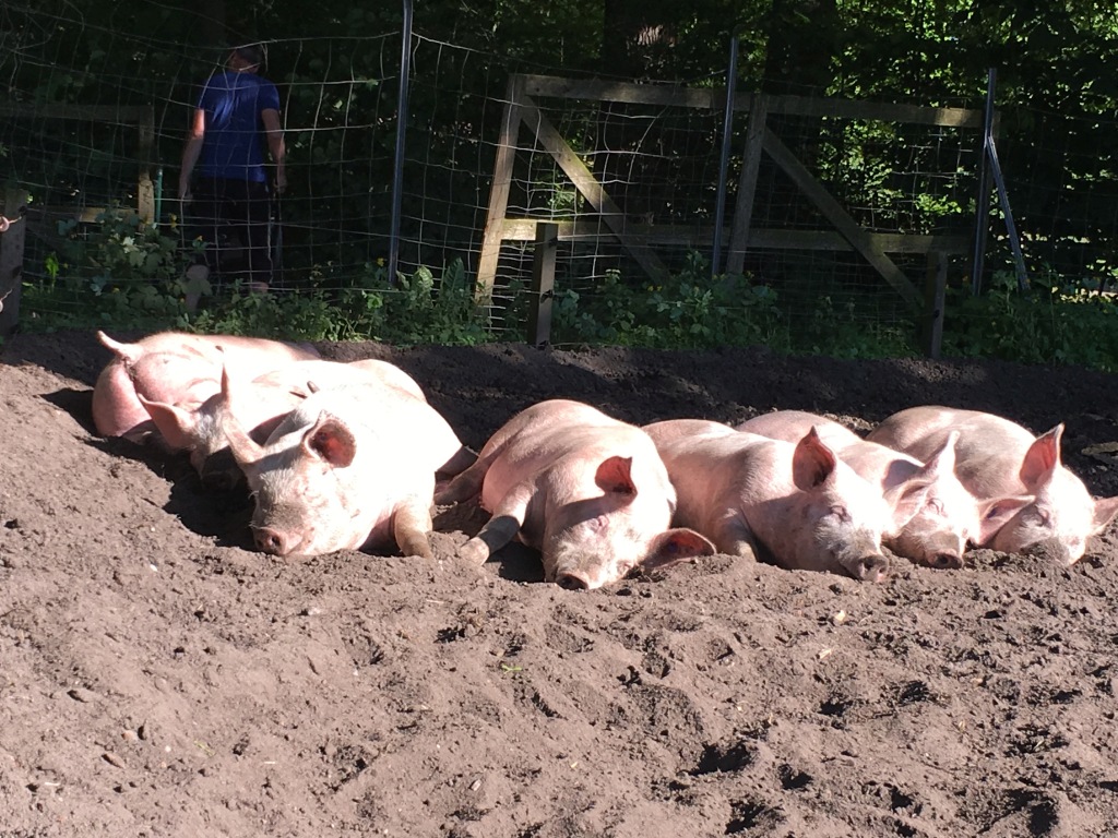 Schweine beim Sonnenbaden im Sand