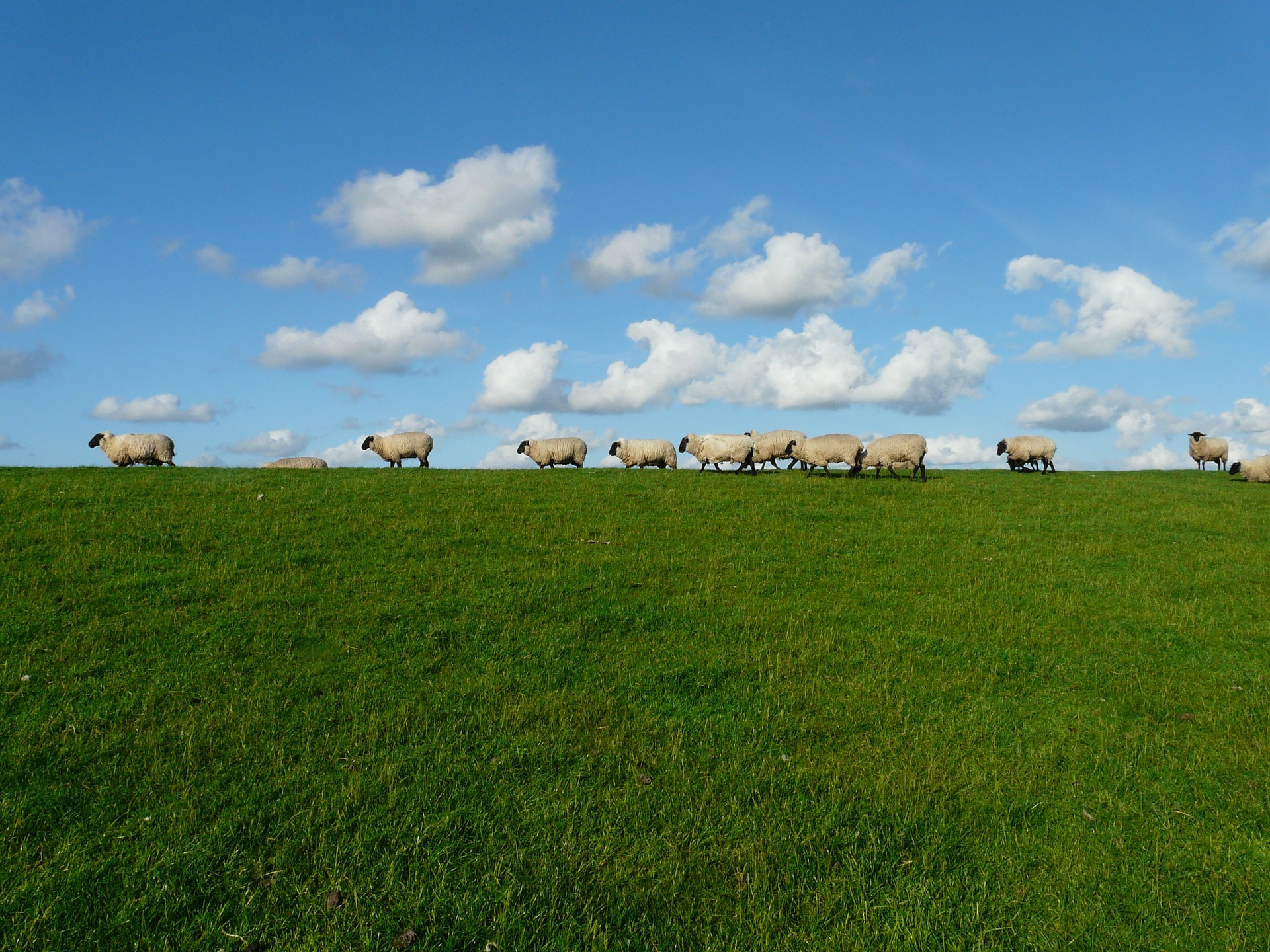 Schafe grasen auf dem Nordseedeich